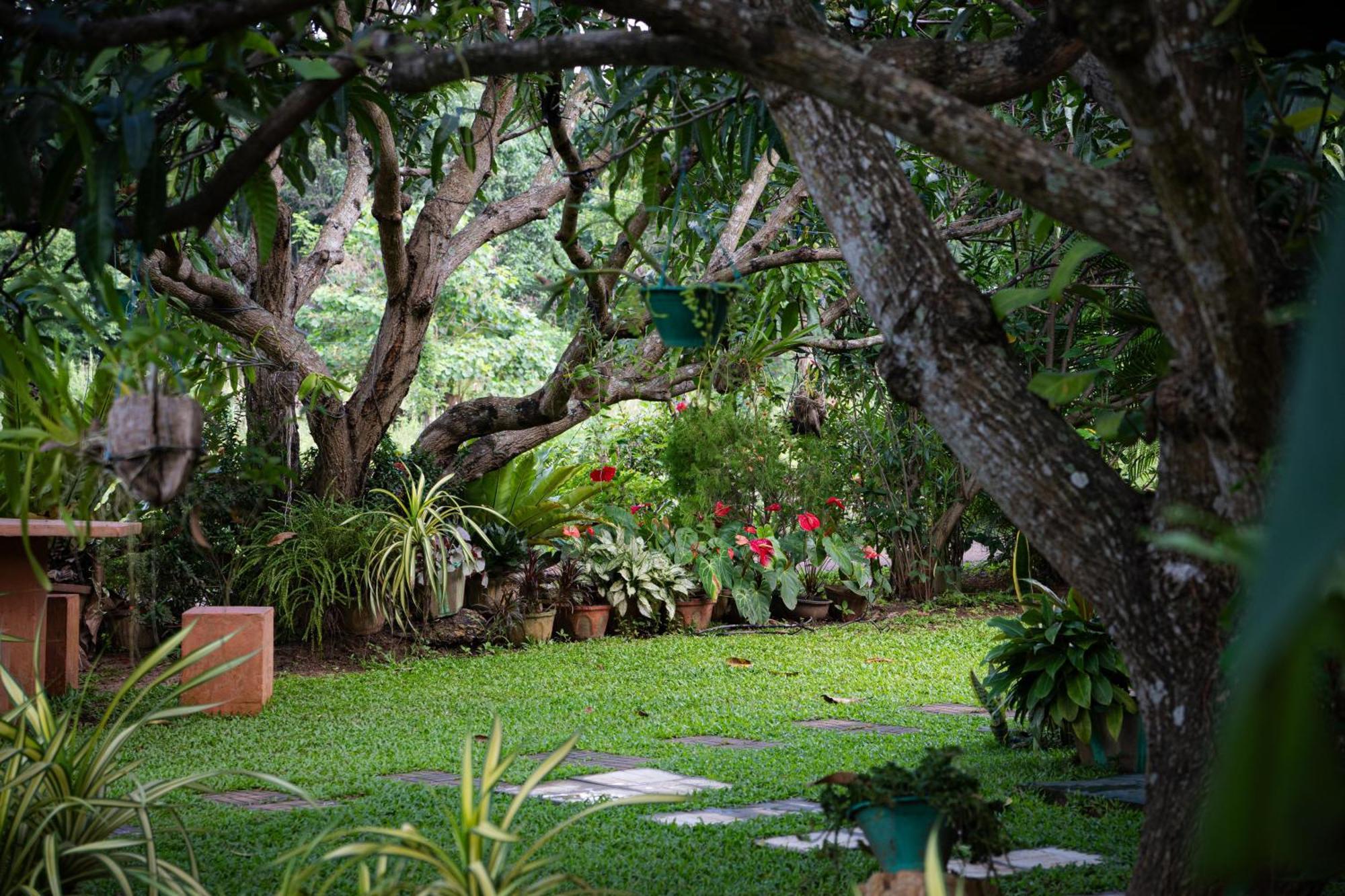 Shan Mango Homestay Σιγκιρίγια Εξωτερικό φωτογραφία