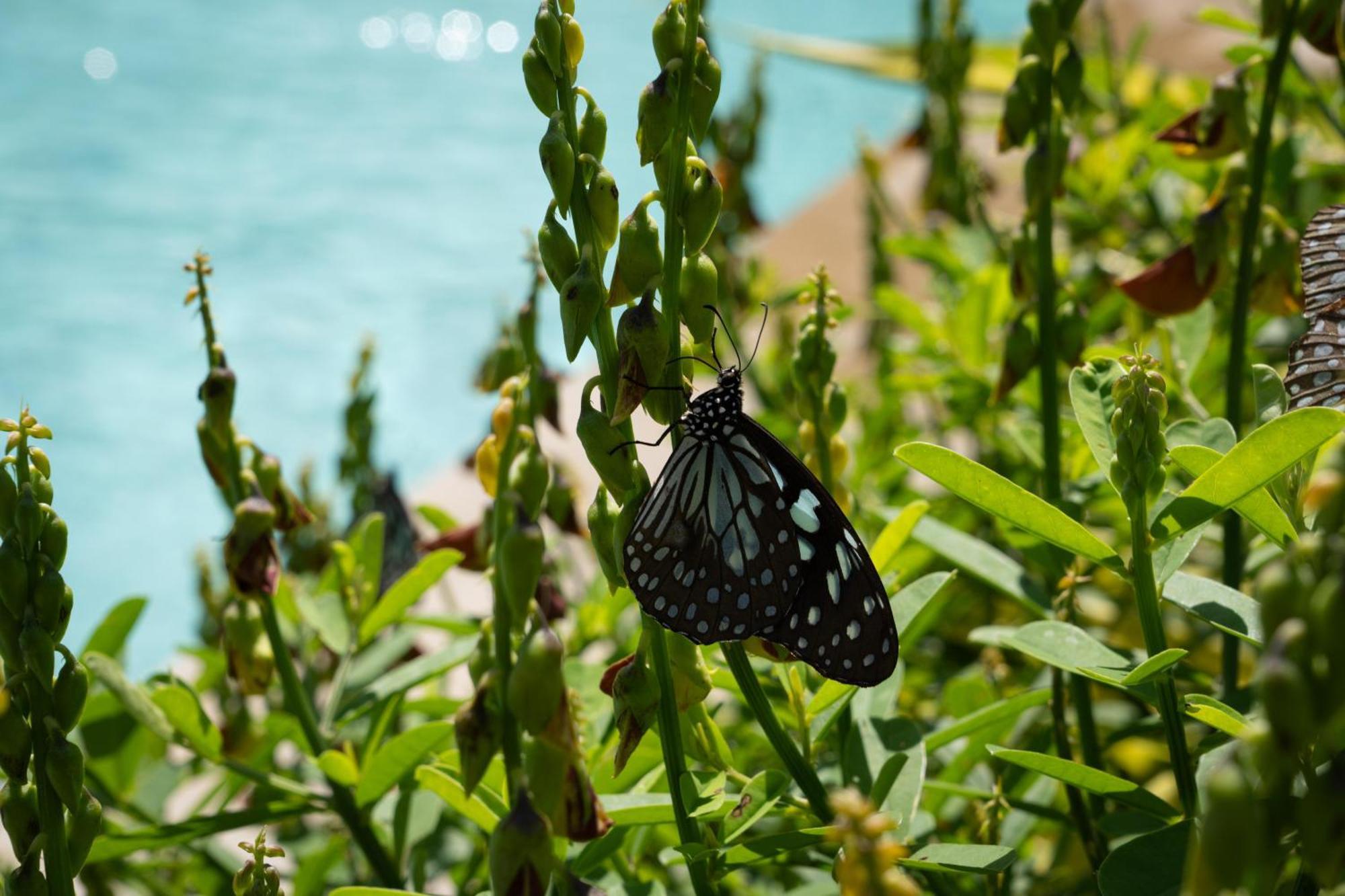 Shan Mango Homestay Σιγκιρίγια Εξωτερικό φωτογραφία